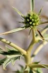 Feld-Mannstreu - Eryngium campestre