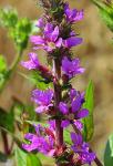 Gewöhnlicher Blutweiderich - Lythrum salicaria