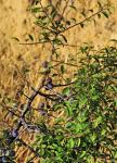 Schlehdorn - Prunus spinosa