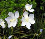 Mexikanische Morgenblüte - Orthrosanthus chimboracensis