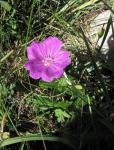 Blutroter Storchschnabel - Geranium sanguineum