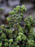 : - Herniaria fruticosa