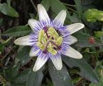 Blaue Passionsblume - Passiflora caerulea