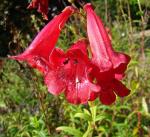 Roter Bartfaden - Penstemon barbatus