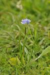 : - Scilla verna