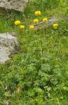 Europäische Trollblume - Trollius europaeus