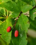 : - Berberis vulgaris subsp. seroi