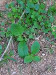 Borretsch - Borago officinalis