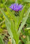 Berg-Flockenblume - Centaurea montana