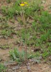 Löwenzahnblättriger Pippau - Crepis vesicaria subsp. taraxacifolia