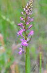 : - Dactylorhiza elata