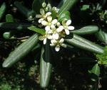 Chinesischer Klebsame - Pittosporum tobira