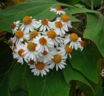 : - Podachaenium eminens