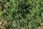Gewimperter Hufeisenklee - Hippocrepis ciliata