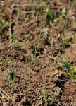 Einfaches Leinkraut - Linaria simplex