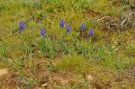 Weinbergs-Traubenhyazinthe - Muscari neglectum