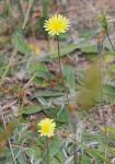 Kleines Habichtskraut-Pilosella officinarum