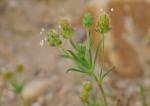 Flohsamen-Wegerich - Plantago afra