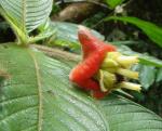 : - Psychotria poeppigiana