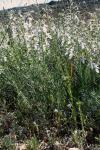 : - Teucrium pseudochamaepitys
