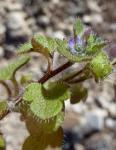 Efeu-Ehrenpreis - Veronica hederifolia