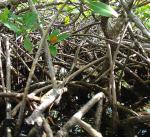 Rote Mangrove - Rhizophora mangle