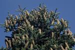 Griechische Tanne - Abies cephalonica