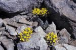 :-Alyssum sphacioticum