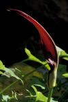 : - Arum purpureospathum