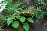 : - Begonia sutherlandii