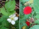 Javanische Himbeere-Rubus rosifolius