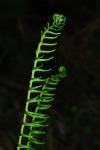 Rippenfarn - Struthiopteris spicant