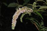 Schmetterlingsflieder - Buddleja davidii