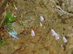 : - Campanula cretica