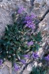 : - Campanula saxatilis subsp. saxatilis
