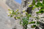 : - Clematis elisabethae-carolae