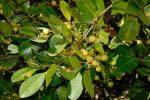 : - Cyclophyllum coprosmoides