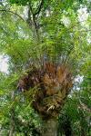 : - Drynaria rigidula