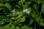 : - Houstonia purpurea