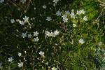 : - Minuartia stellata