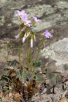 Violetter Sauerklee - Oxalis violacea