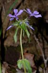 : - Phlox divaricata