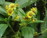 : - Smallanthus pyramidalis