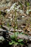 : - Saxifraga virginiensis