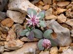 : - Silene variegata