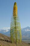 : - Stanleya pinnata