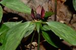 : - Trillium recurvatum