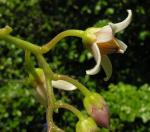 Tamarillo - Solanum betaceum