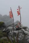 : - Watsonia tabularis