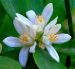Mandarine - Citrus reticulata
